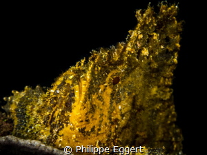 Gold - Leaf by Philippe Eggert 